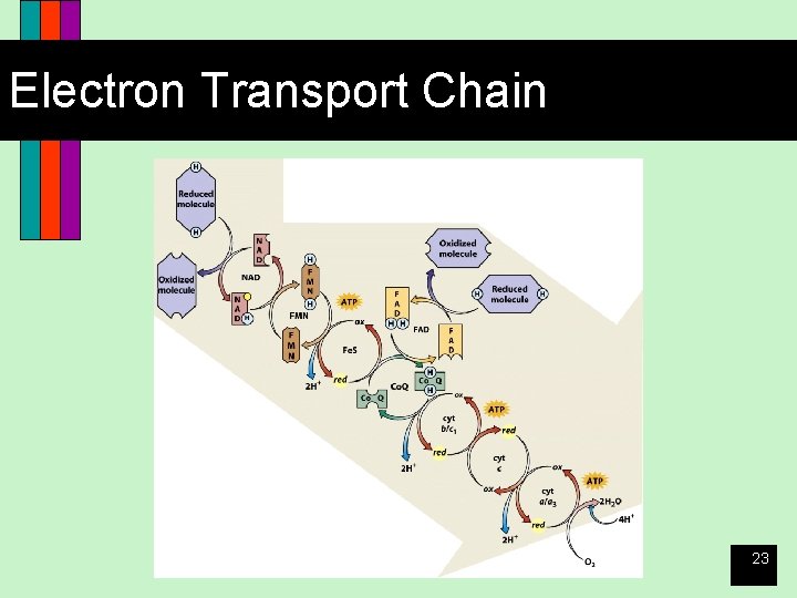Electron Transport Chain 23 