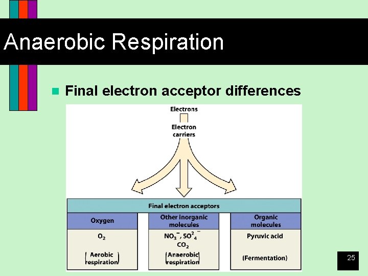Anaerobic Respiration n Final electron acceptor differences 25 