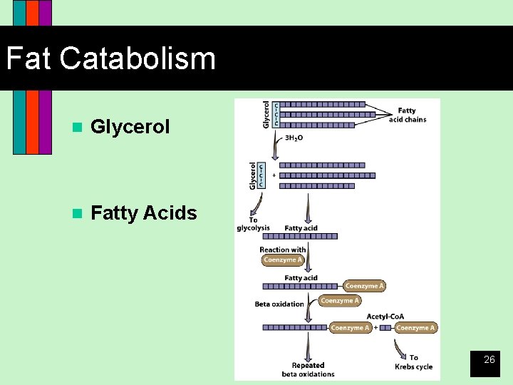 Fat Catabolism n Glycerol n Fatty Acids 26 