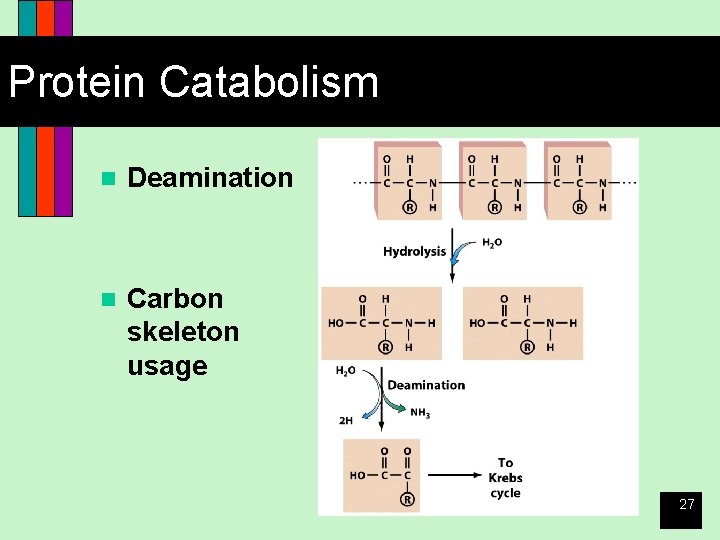Protein Catabolism n Deamination n Carbon skeleton usage 27 