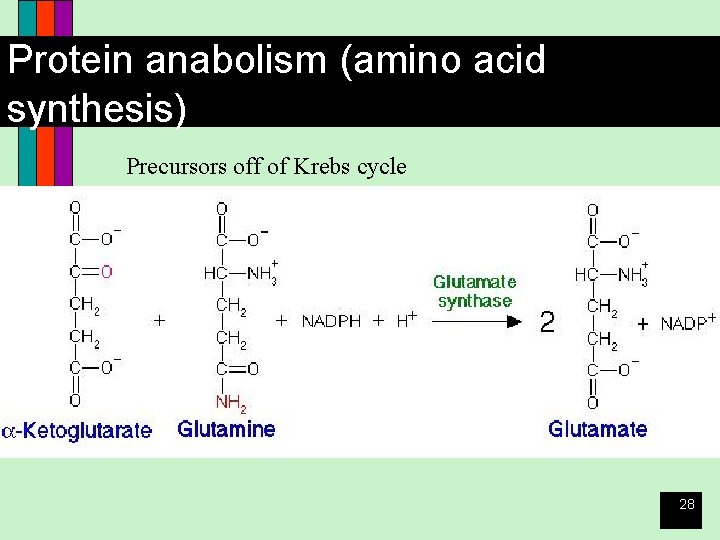 Protein anabolism (amino acid synthesis) Precursors off of Krebs cycle 28 