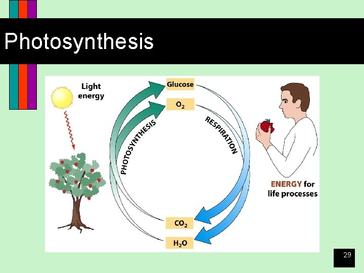 Photosynthesis 29 