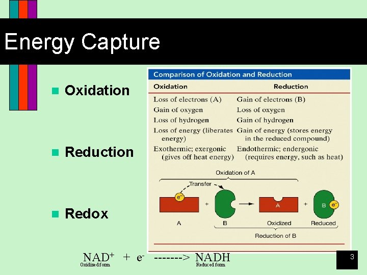 Energy Capture n Oxidation n Reduction n Redox + + e- -------> NADH NAD
