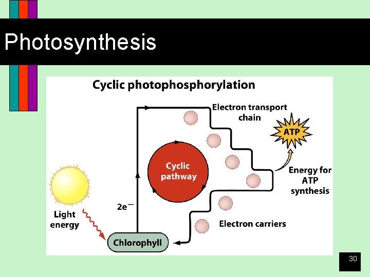 Photosynthesis 30 