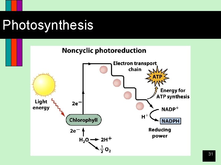 Photosynthesis 31 