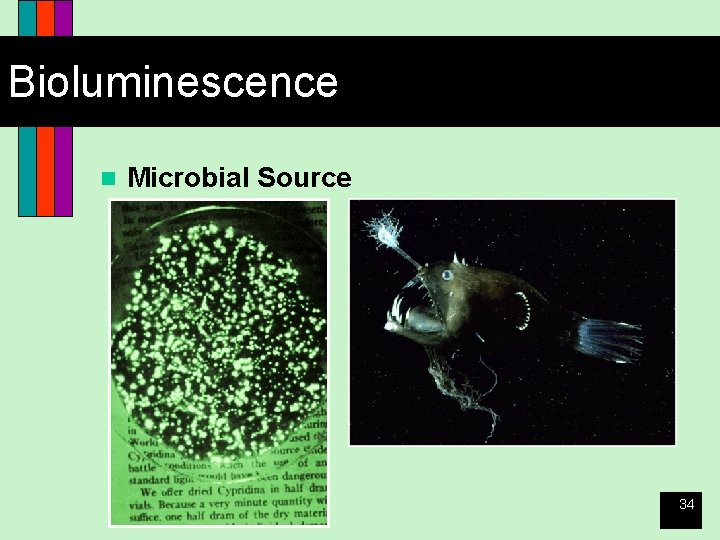Bioluminescence n Microbial Source 34 