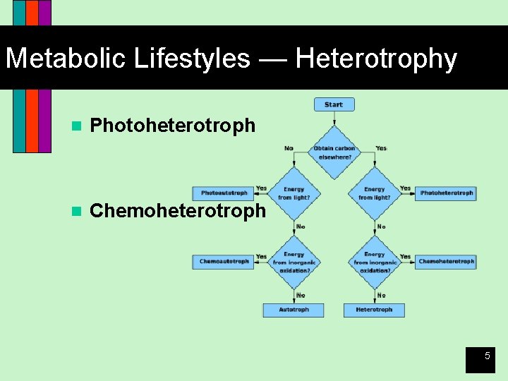 Metabolic Lifestyles — Heterotrophy n Photoheterotroph n Chemoheterotroph 5 