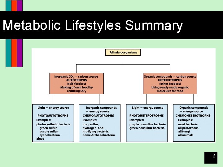 Metabolic Lifestyles Summary 6 