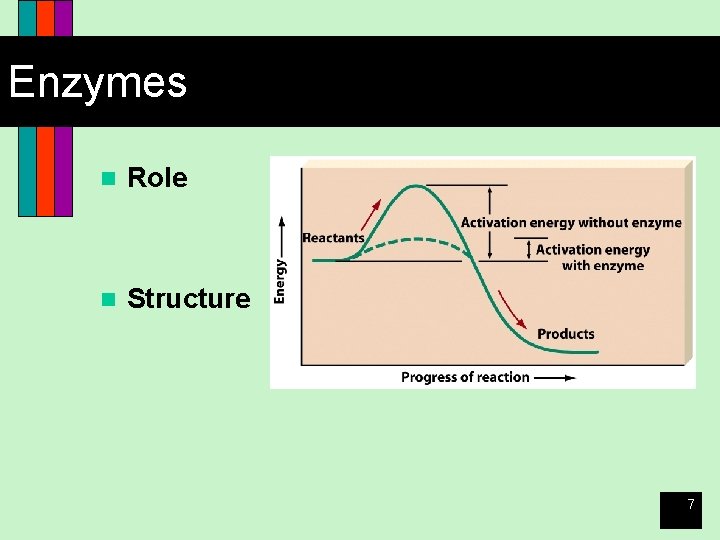 Enzymes n Role n Structure 7 