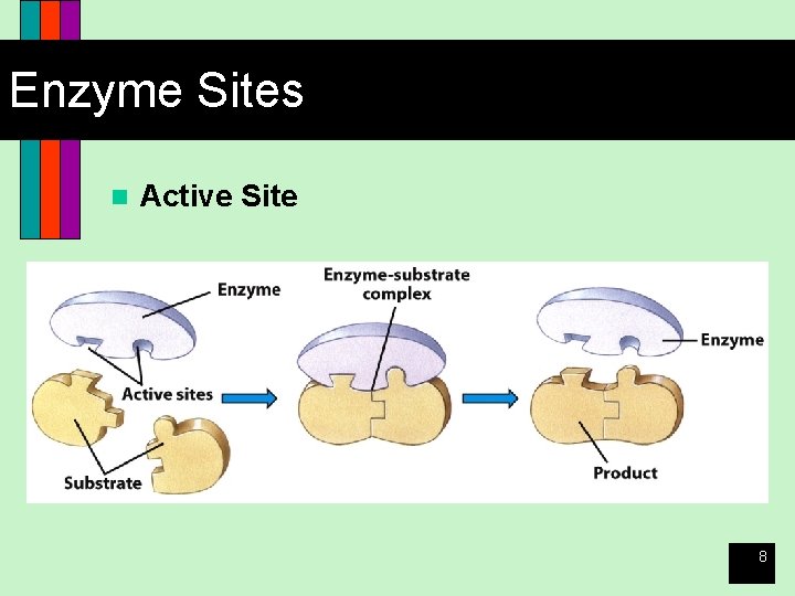 Enzyme Sites n Active Site 8 