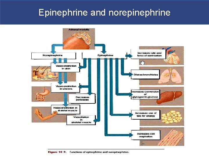 Epinephrine and norepinephrine 