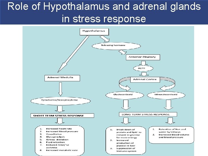 Role of Hypothalamus and adrenal glands in stress response 
