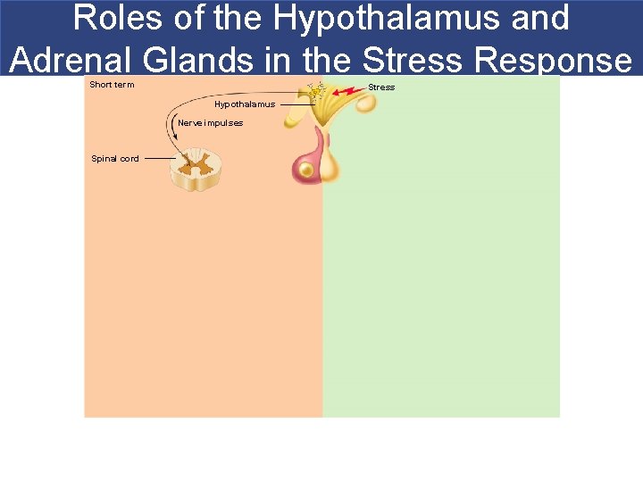 Roles of the Hypothalamus and Adrenal Glands in the Stress Response Short term Stress