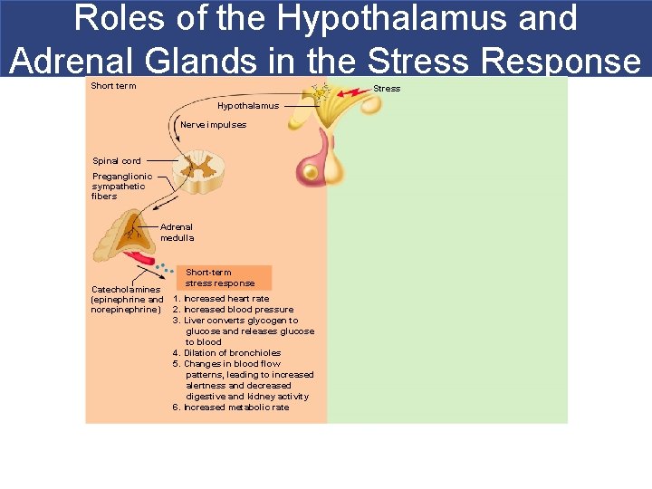 Roles of the Hypothalamus and Adrenal Glands in the Stress Response Short term Stress