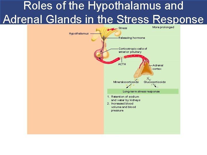 Roles of the Hypothalamus and Adrenal Glands in the Stress Response More prolonged Stress