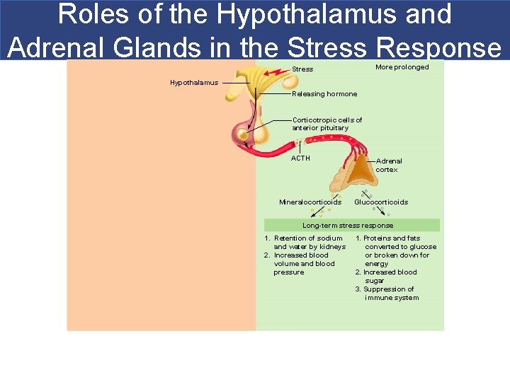 Roles of the Hypothalamus and Adrenal Glands in the Stress Response More prolonged Stress