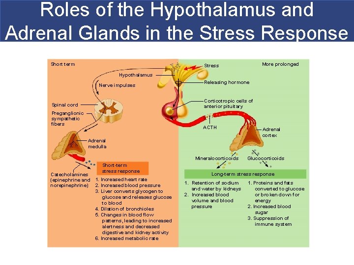 Roles of the Hypothalamus and Adrenal Glands in the Stress Response Short term More