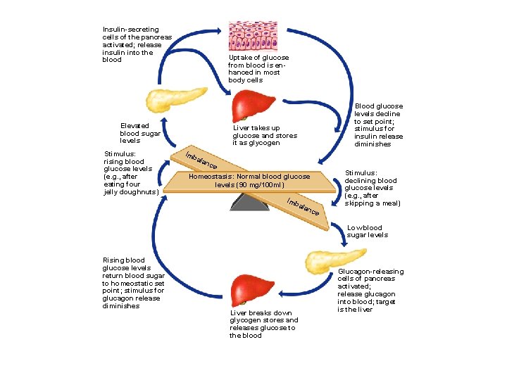 Insulin-secreting cells of the pancreas activated; release insulin into the blood Uptake of glucose