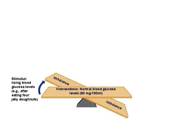 Stimulus: rising blood glucose levels (e. g. , after eating four jelly doughnuts) Imb