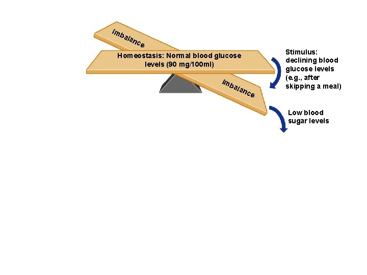 Imb ala nce Homeostasis: Normal blood glucose levels (90 mg/100 ml) Imb ala nce