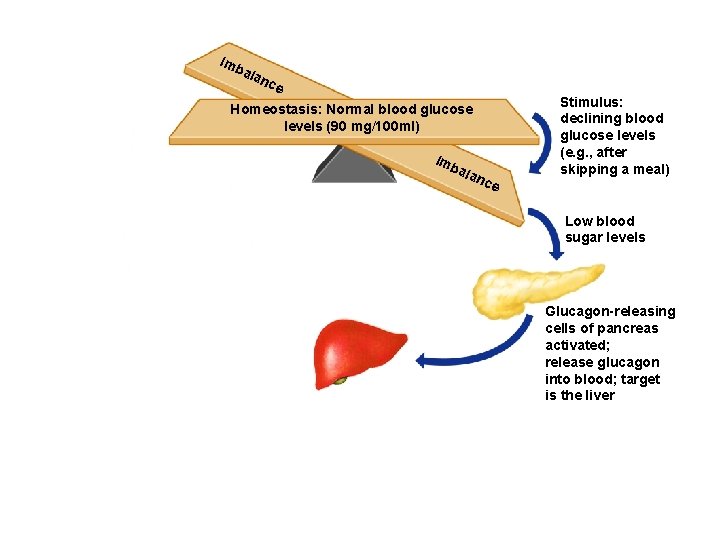 Imb ala nce Homeostasis: Normal blood glucose levels (90 mg/100 ml) Imb ala nce