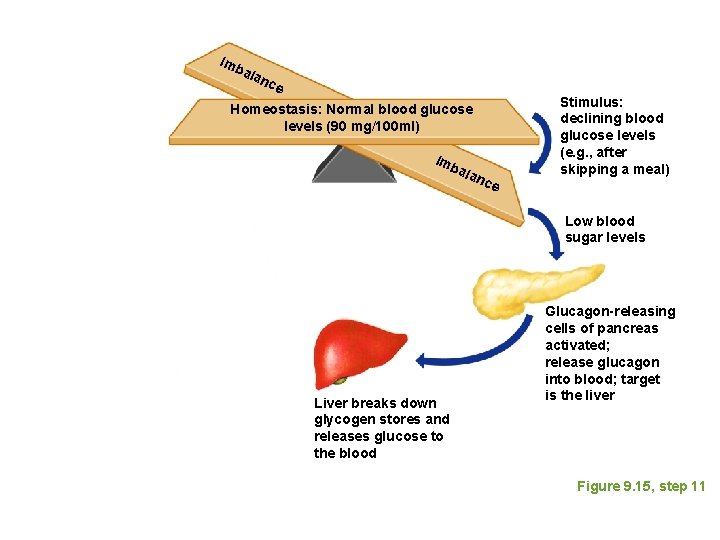 Imb ala nce Homeostasis: Normal blood glucose levels (90 mg/100 ml) Imb ala nce