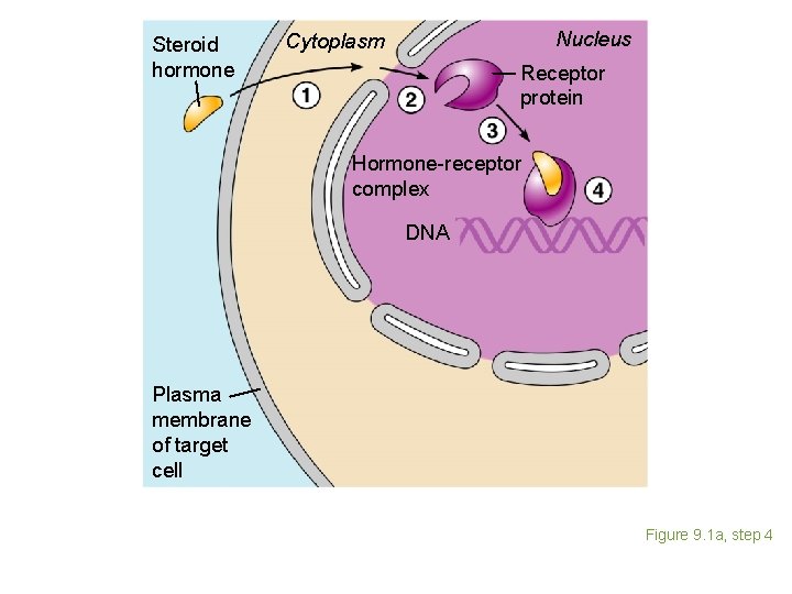 Steroid hormone Nucleus Cytoplasm Receptor protein Hormone-receptor complex DNA Plasma membrane of target cell