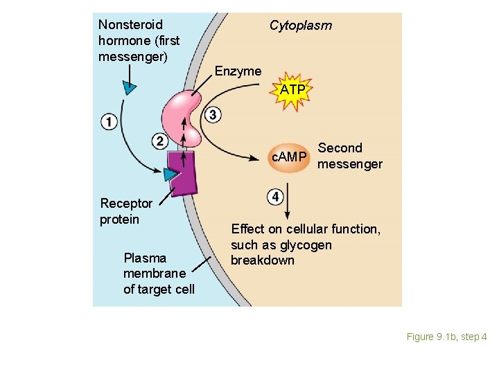 Nonsteroid hormone (first messenger) Cytoplasm Enzyme ATP c. AMP Receptor protein Plasma membrane of