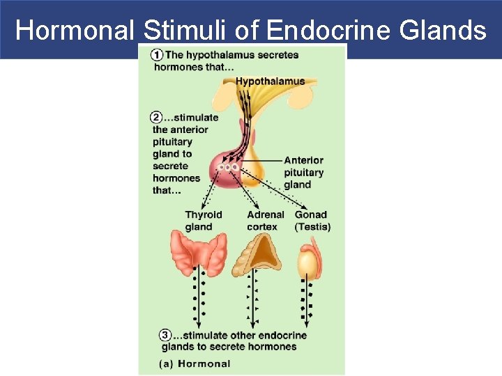 Hormonal Stimuli of Endocrine Glands 