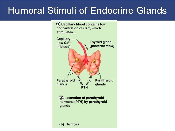 Humoral Stimuli of Endocrine Glands 