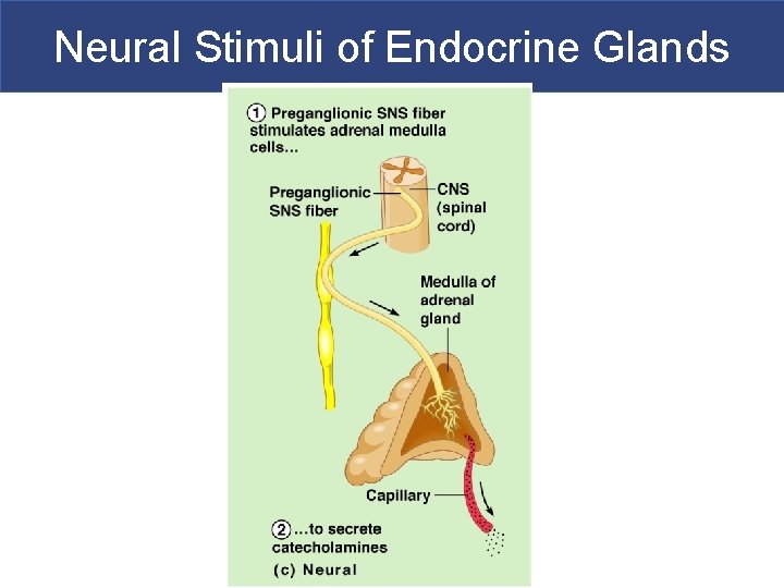 Neural Stimuli of Endocrine Glands 