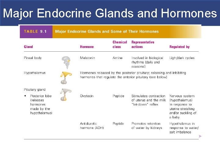 Major Endocrine Glands and Hormones 