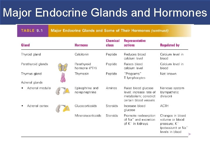 Major Endocrine Glands and Hormones 