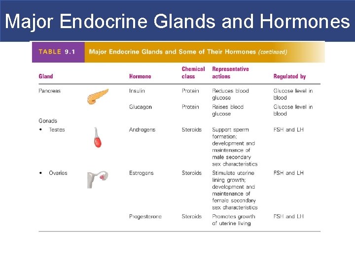 Major Endocrine Glands and Hormones 