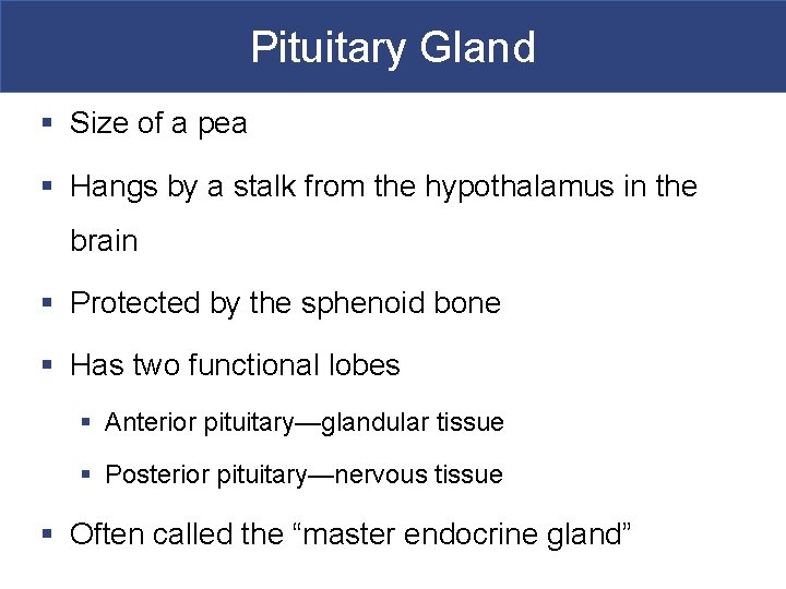 Pituitary Gland § Size of a pea § Hangs by a stalk from the