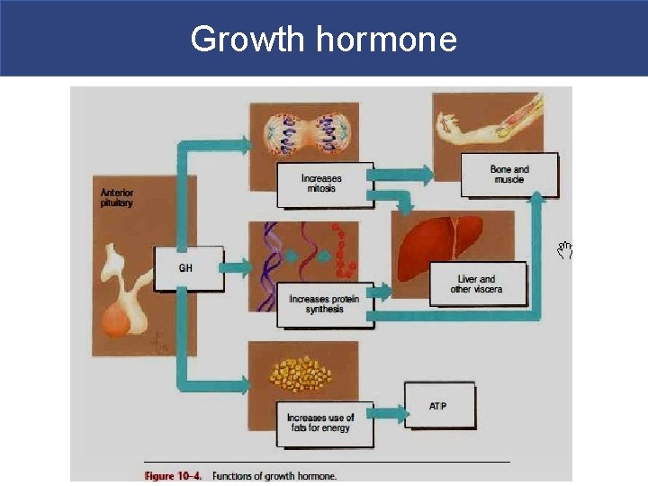 Growth hormone 
