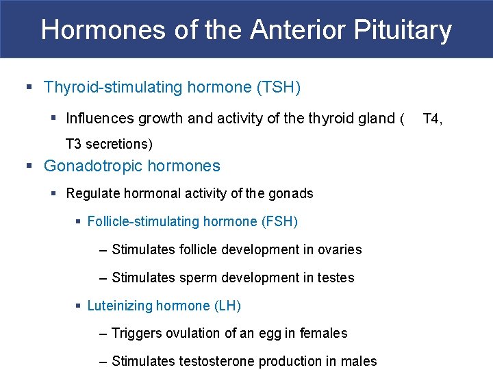 Hormones of the Anterior Pituitary § Thyroid-stimulating hormone (TSH) § Influences growth and activity