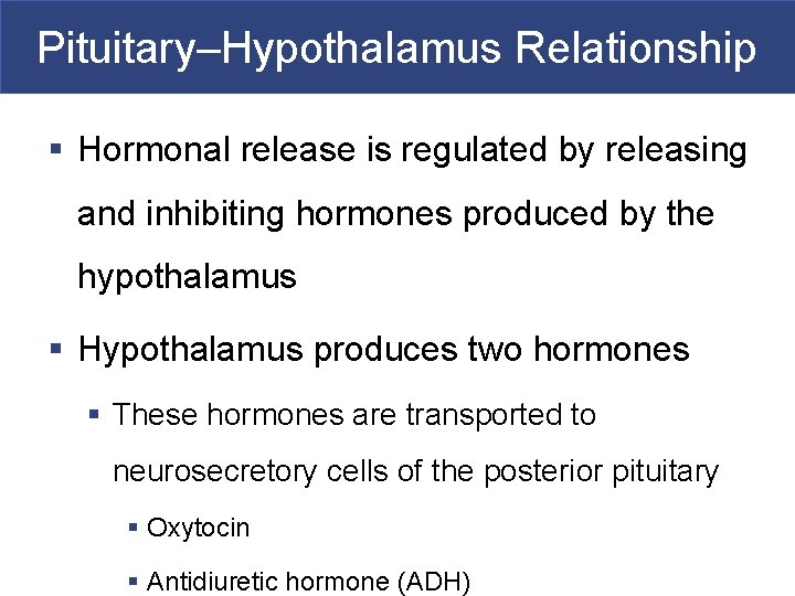 Pituitary–Hypothalamus Relationship § Hormonal release is regulated by releasing and inhibiting hormones produced by