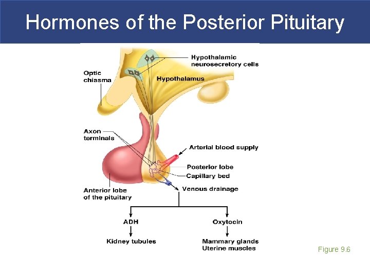 Hormones of the Posterior Pituitary Figure 9. 6 