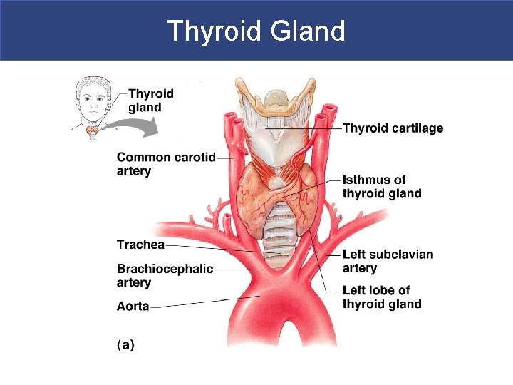 Thyroid Gland 