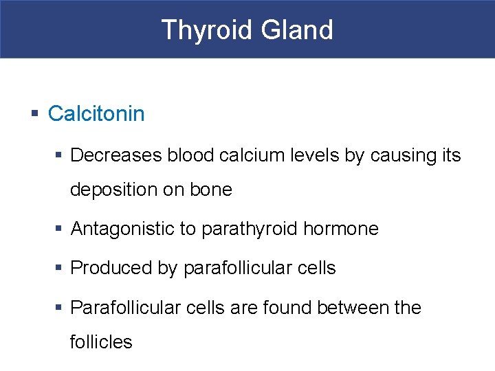 Thyroid Gland § Calcitonin § Decreases blood calcium levels by causing its deposition on