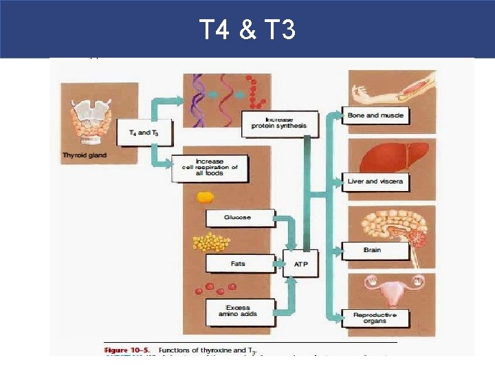 T 4 & T 3 