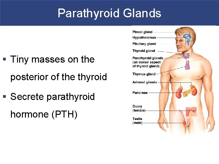 Parathyroid Glands § Tiny masses on the posterior of the thyroid § Secrete parathyroid