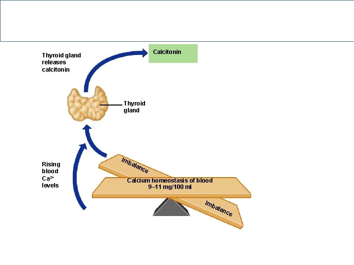 Hormonal Regulation of Calcium in Blood Calcitonin Thyroid gland releases calcitonin Thyroid gland Rising