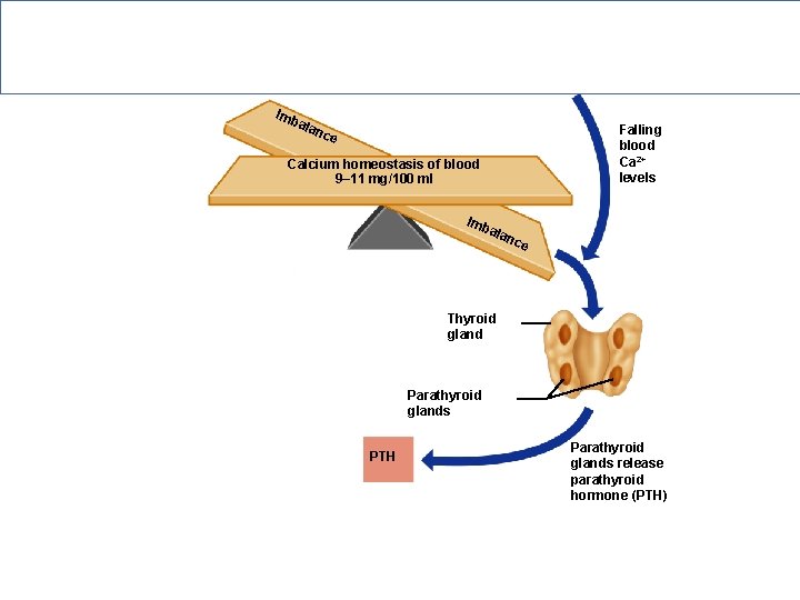 Hormonal Regulation of Calcium in Blood Imb ala Falling blood Ca 2+ levels nce