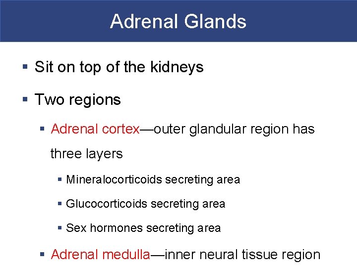 Adrenal Glands § Sit on top of the kidneys § Two regions § Adrenal