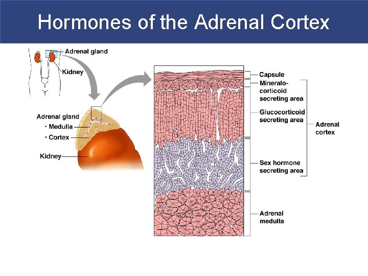 Hormones of the Adrenal Cortex 