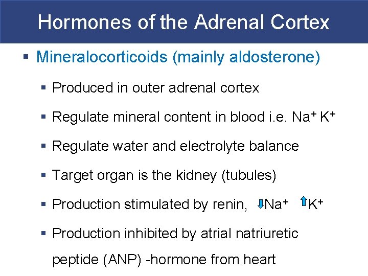 Hormones of the Adrenal Cortex § Mineralocorticoids (mainly aldosterone) § Produced in outer adrenal