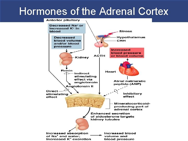 Hormones of the Adrenal Cortex 