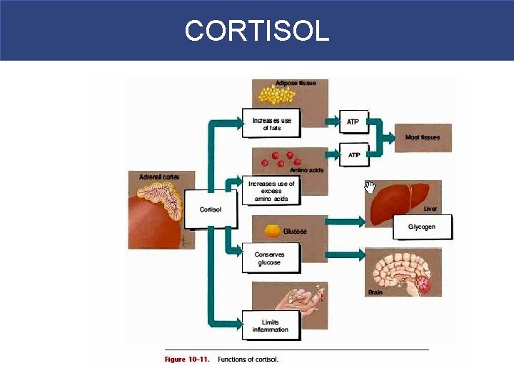 CORTISOL 